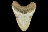 Fossil Megalodon Tooth - North Carolina #109834-2